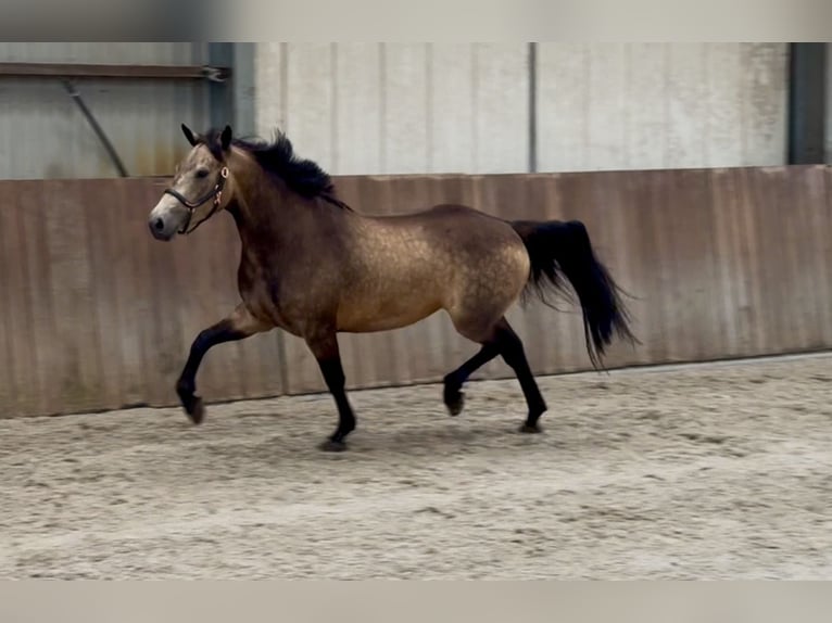 Connemara Merrie 3 Jaar 144 cm Buckskin in Zieuwent