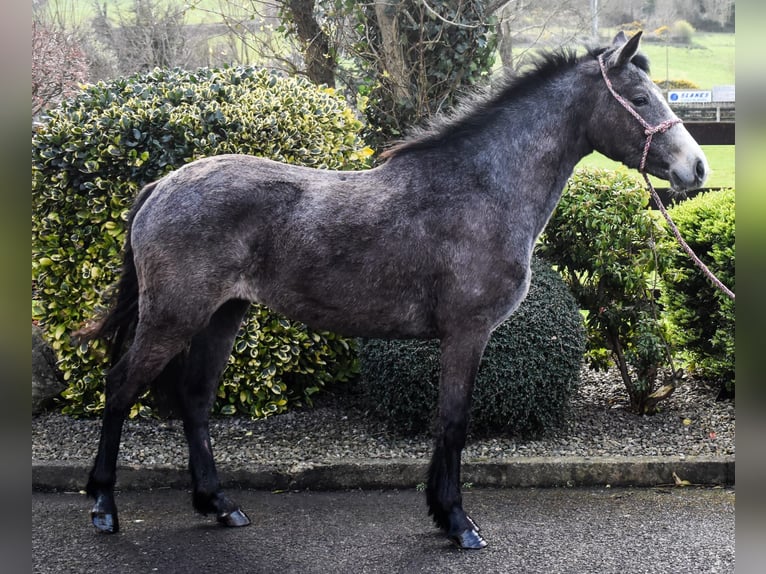 Connemara Merrie 3 Jaar 147 cm Schimmel in Dundalk