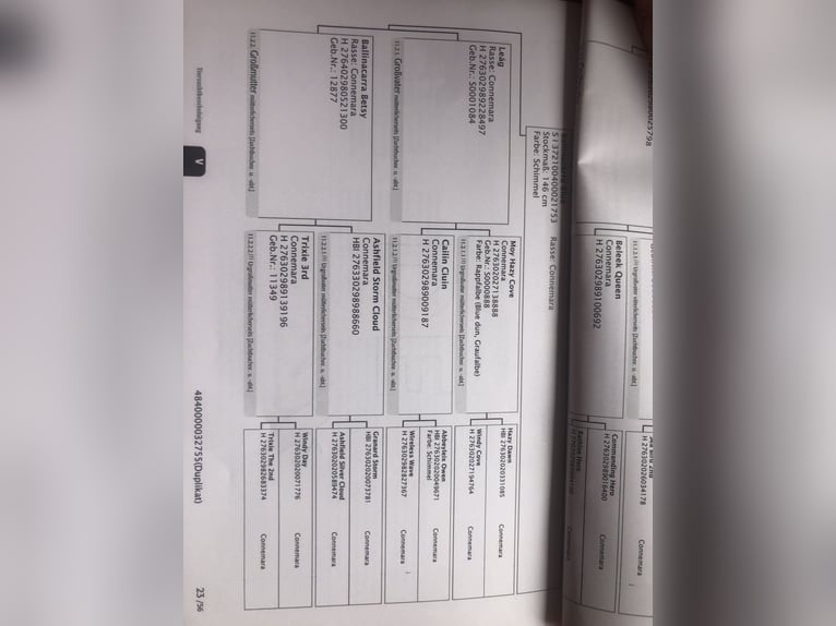 Connemara Merrie 3 Jaar 148 cm kan schimmel zijn in Höslwang