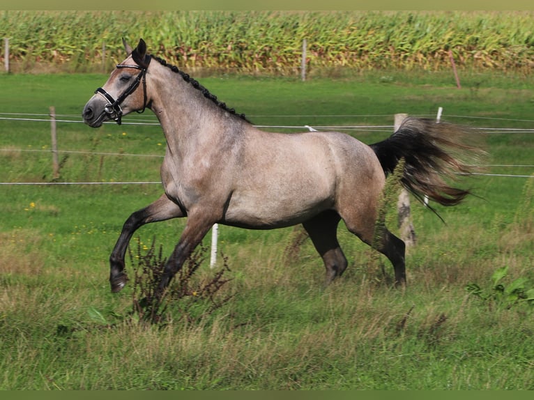Connemara Merrie 3 Jaar 150 cm Brown Falb schimmel in Uelsen
