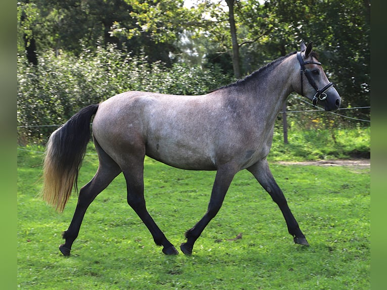 Connemara Merrie 3 Jaar 150 cm Brown Falb schimmel in Uelsen