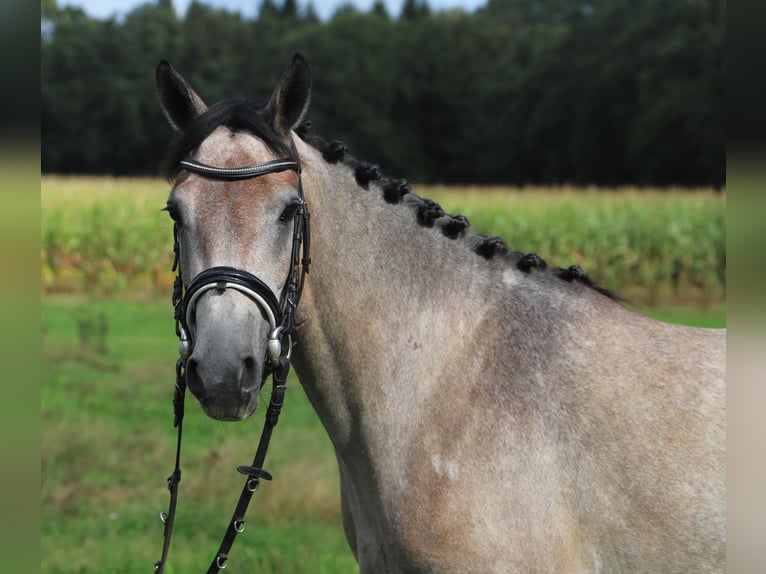 Connemara Merrie 3 Jaar 150 cm Brown Falb schimmel in Uelsen