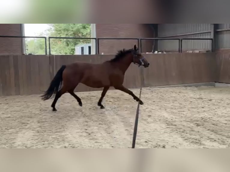 Connemara Mix Merrie 3 Jaar 150 cm Bruin in Zieuwent
