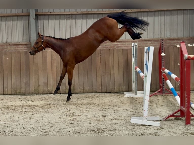 Connemara Merrie 3 Jaar 150 cm Bruin in Zieuwent