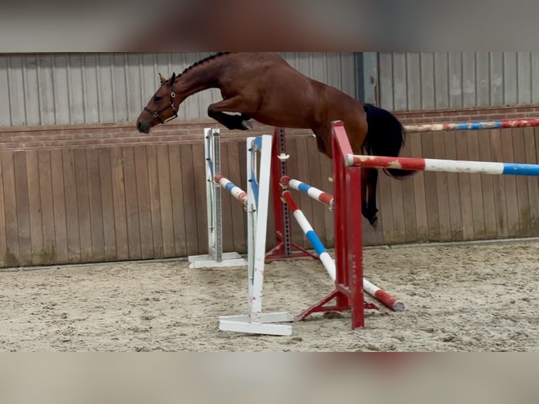 Connemara Merrie 3 Jaar 150 cm Bruin in Zieuwent