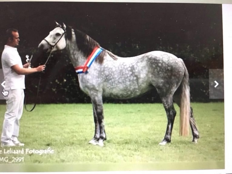 Connemara Merrie 3 Jaar 150 cm Falbe in Rothenbuch