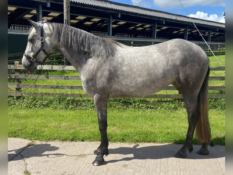 Connemara Merrie 3 Jaar 150 cm Schimmel in Cumbria