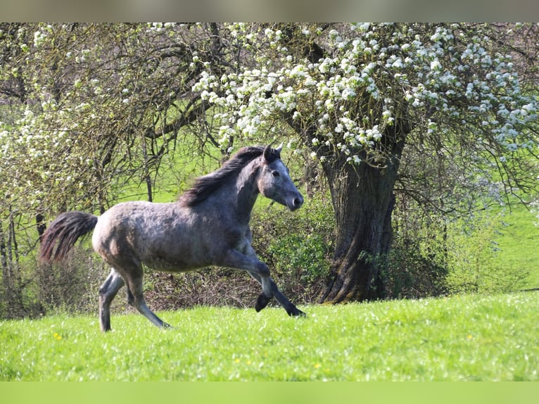Connemara Merrie 3 Jaar 150 cm Zwartschimmel in Schillingsfürst
