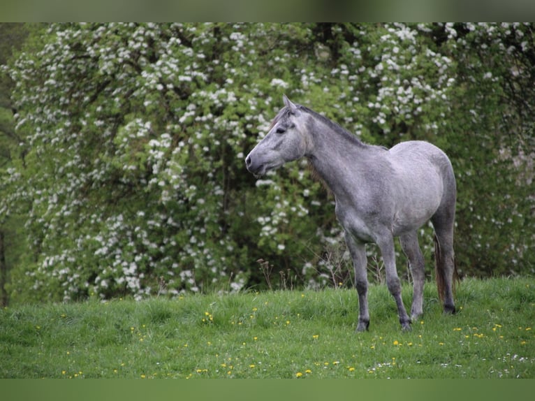 Connemara Merrie 3 Jaar 150 cm Zwartschimmel in Schillingsfürst