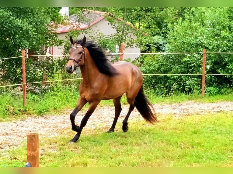 Connemara Merrie 3 Jaar 151 cm Bruin in Doln&#xED; Dobrou&#x10D; Czech republic