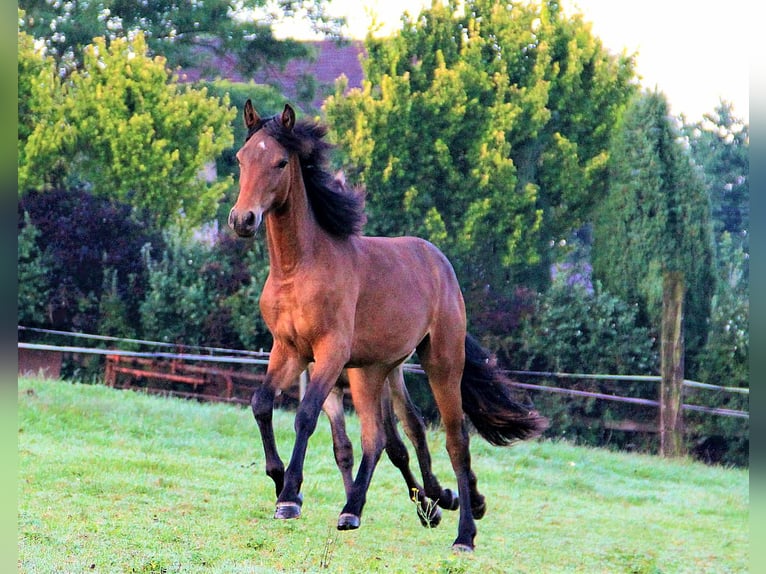 Connemara Merrie 3 Jaar 151 cm Bruin in Doln&#xED; Dobrou&#x10D; Czech republic