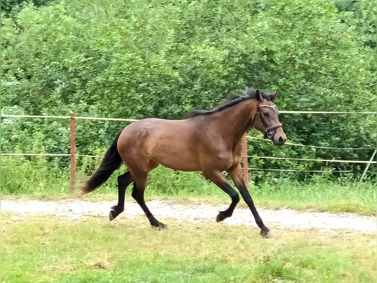Connemara Merrie 3 Jaar 151 cm Bruin in Doln&#xED; Dobrou&#x10D; Czech republic