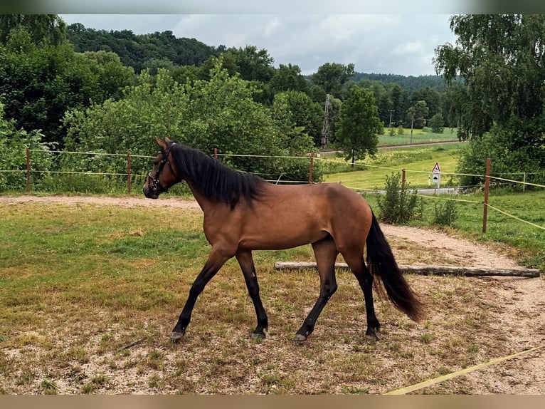 Connemara Merrie 3 Jaar 151 cm Bruin in Doln&#xED; Dobrou&#x10D; Czech republic