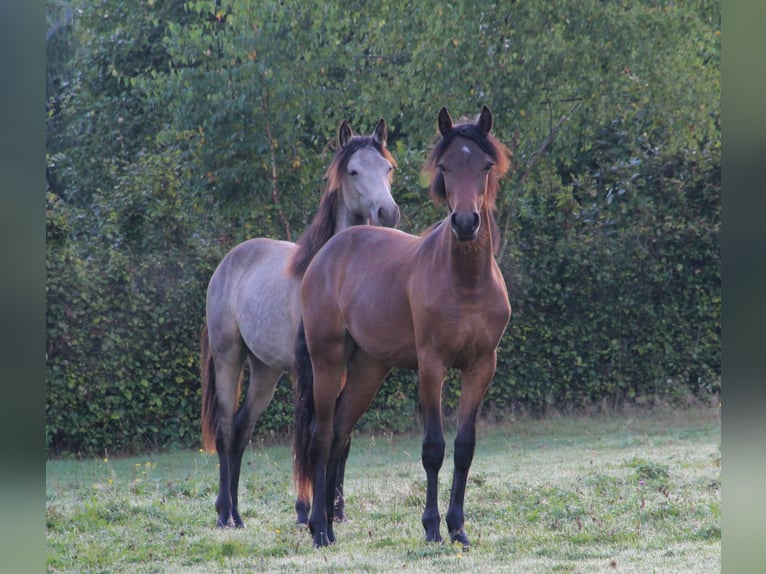 Connemara Merrie 3 Jaar 151 cm Bruin in Doln&#xED; Dobrou&#x10D; Czech republic
