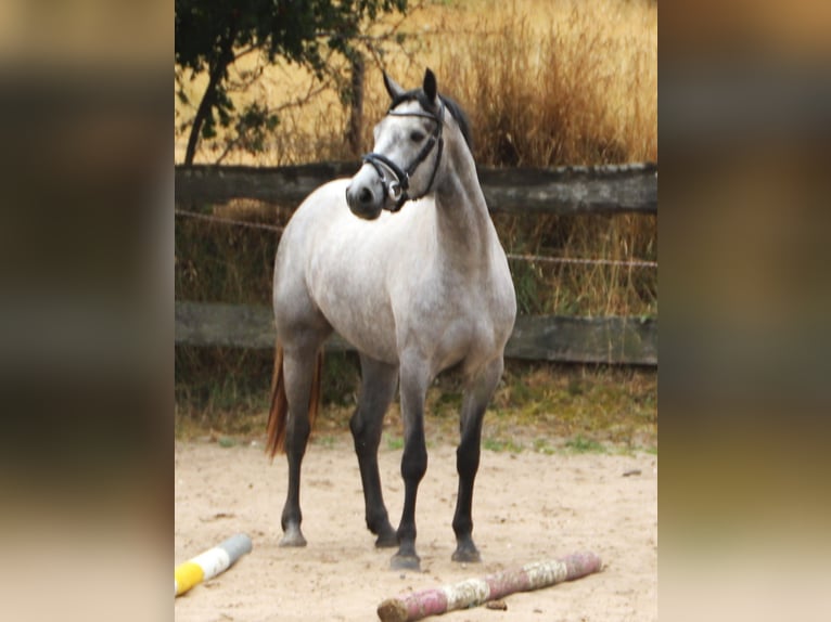 Connemara Merrie 3 Jaar 152 cm Blauwschimmel in Uelsen