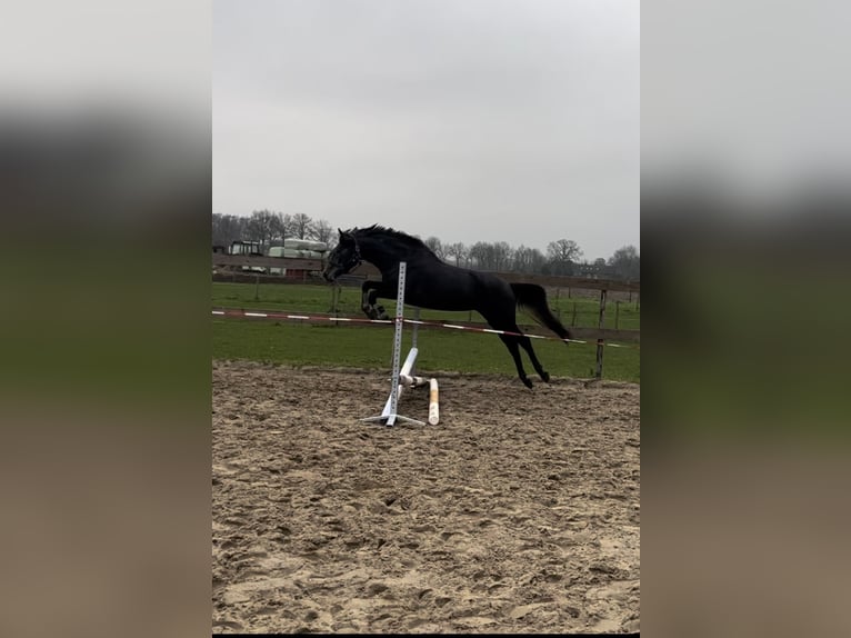 Connemara Mix Merrie 3 Jaar 152 cm Schimmel in Haps