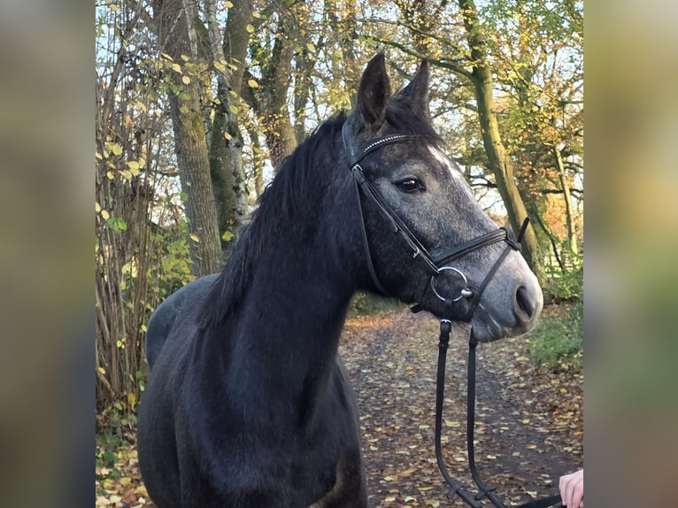 Connemara Merrie 3 Jaar 156 cm Zwartschimmel in Wachtendonk