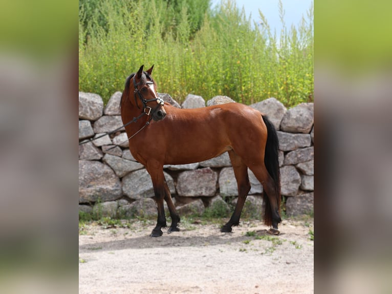 Connemara Merrie 4 Jaar 139 cm Bruin in Zürich