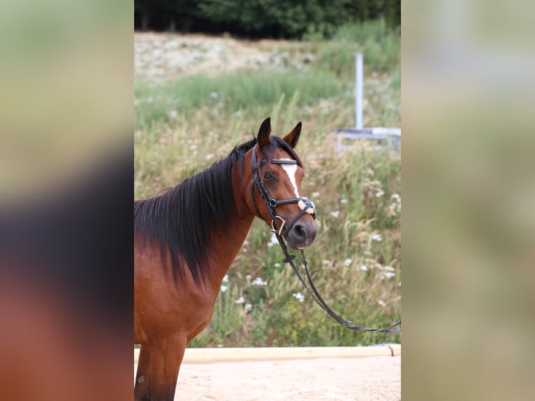 Connemara Merrie 4 Jaar 139 cm Bruin in Zürich