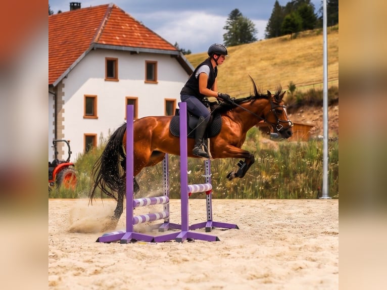 Connemara Merrie 4 Jaar 139 cm Bruin in Zürich