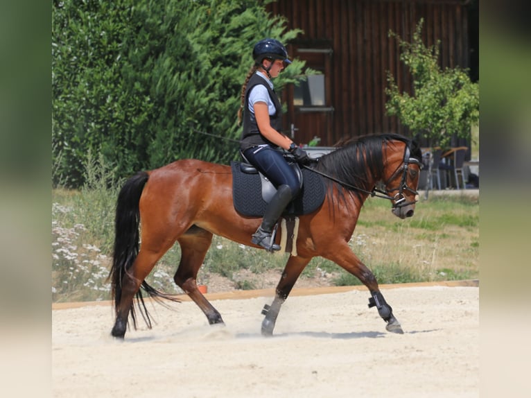 Connemara Merrie 4 Jaar 139 cm Bruin in Zürich