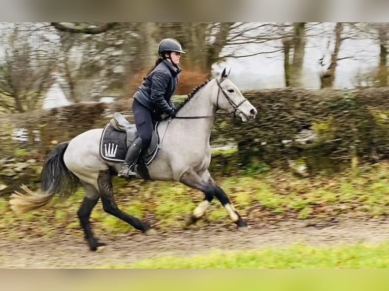 Connemara Merrie 4 Jaar 143 cm Schimmel in Sligo