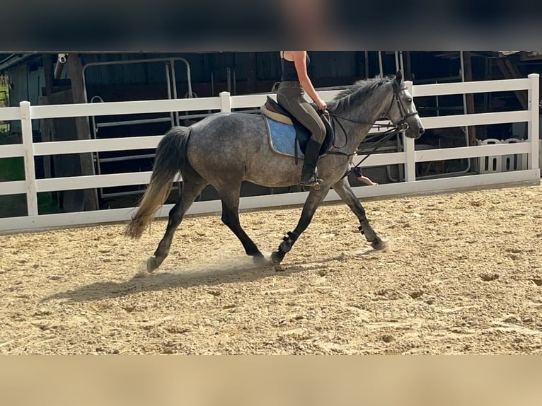 Connemara Merrie 4 Jaar 144 cm Blauwschimmel in Morsbach