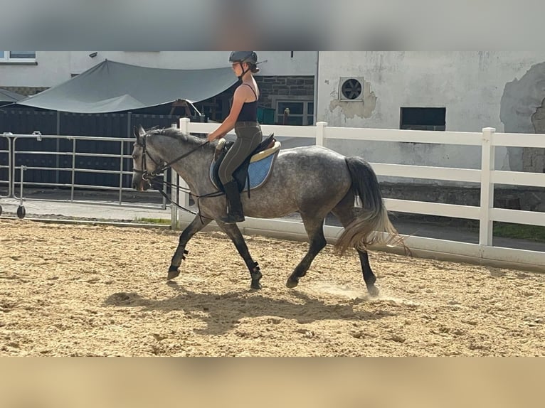Connemara Merrie 4 Jaar 144 cm Blauwschimmel in Morsbach