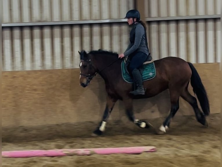 Connemara Merrie 4 Jaar 144 cm Bruin in Sligo