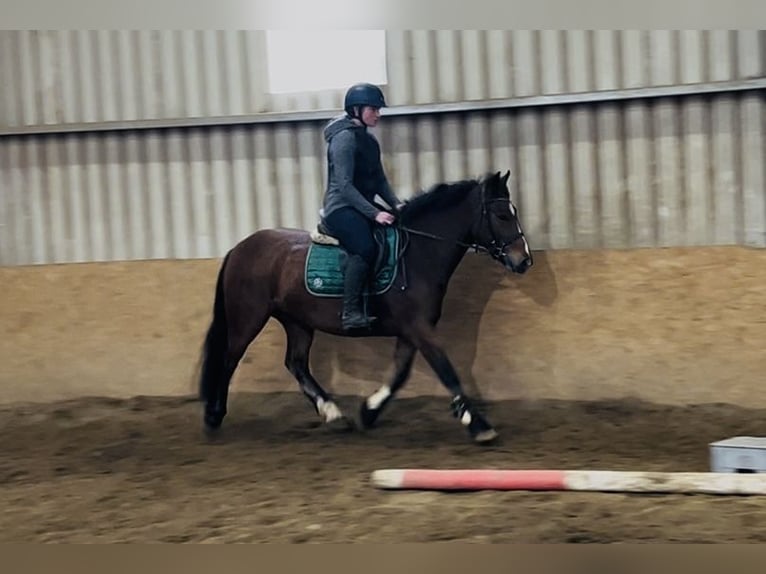 Connemara Merrie 4 Jaar 144 cm Bruin in Sligo