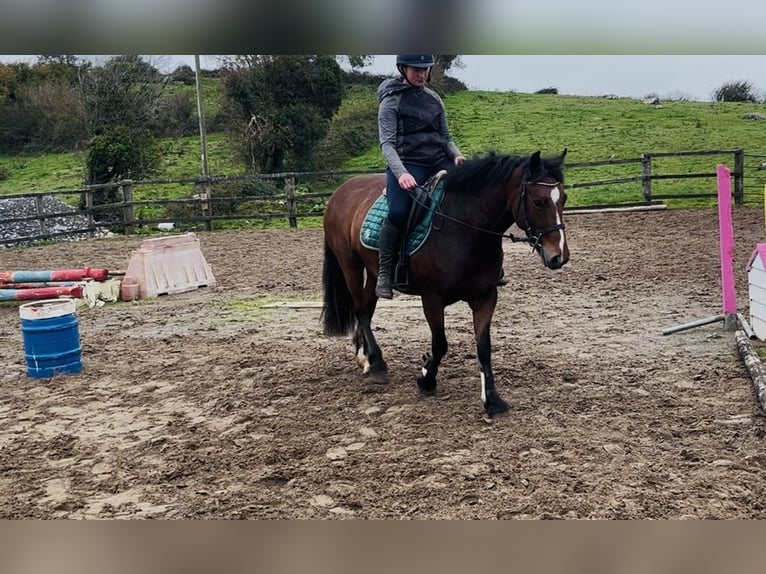 Connemara Merrie 4 Jaar 144 cm Bruin in Sligo