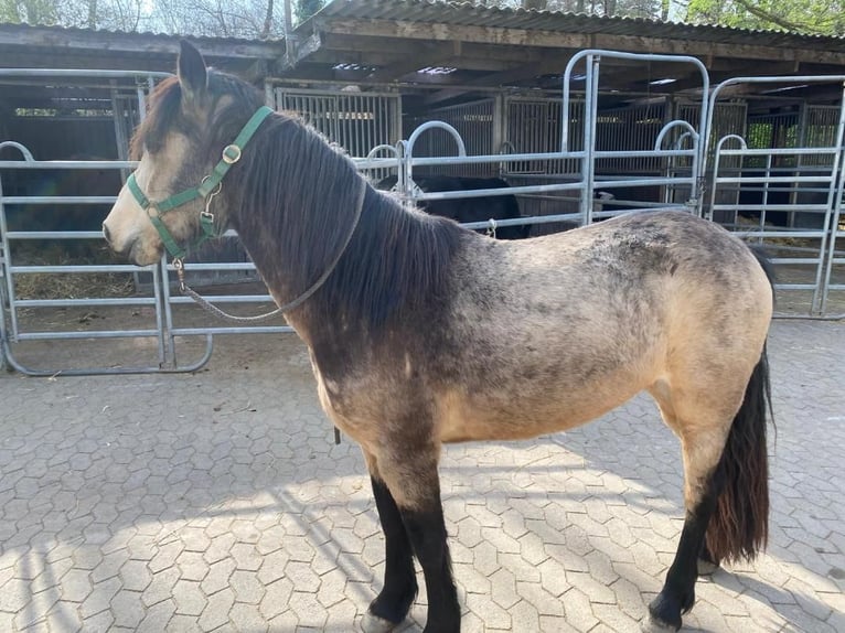 Connemara Merrie 4 Jaar 144 cm Buckskin in Euskirchen