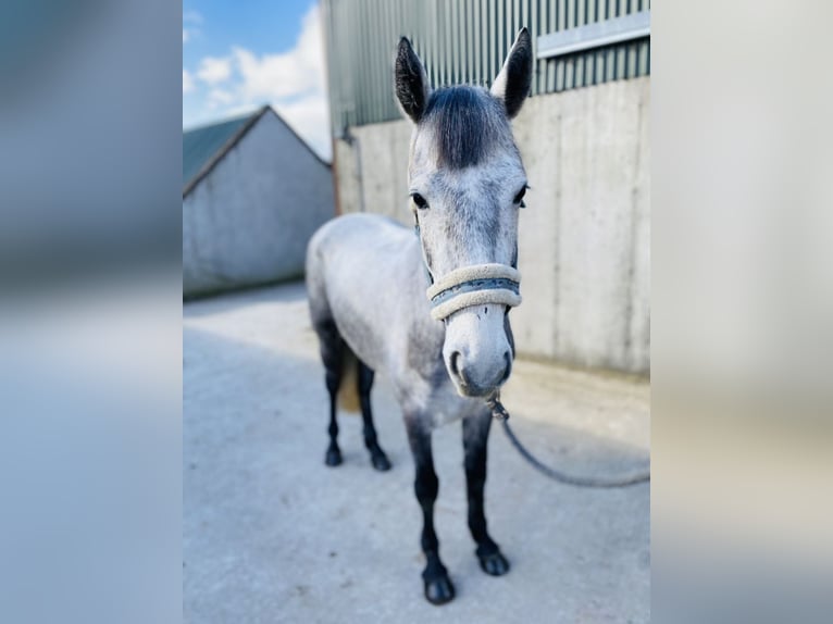 Connemara Merrie 4 Jaar 144 cm Schimmel in Sligo