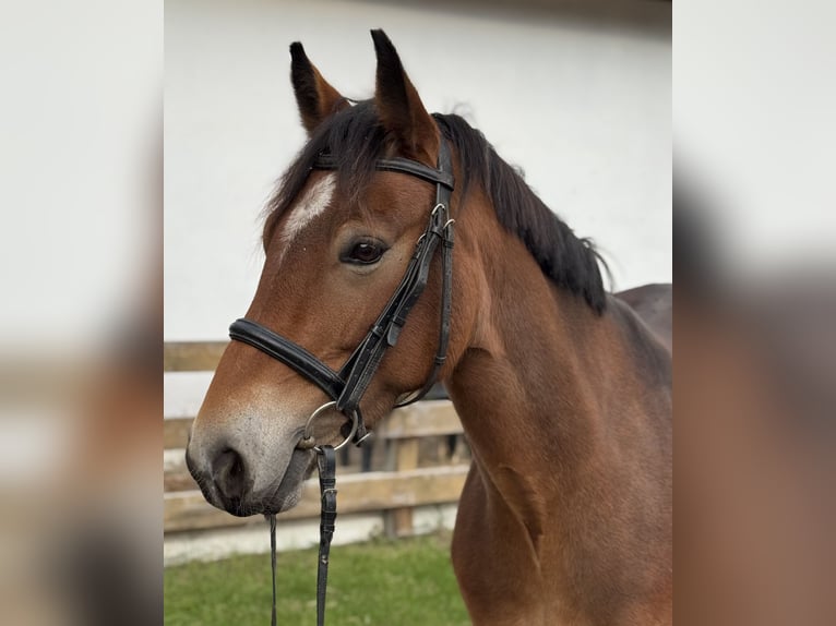 Connemara Merrie 4 Jaar 145 cm Bruin in P&#xE4;hl