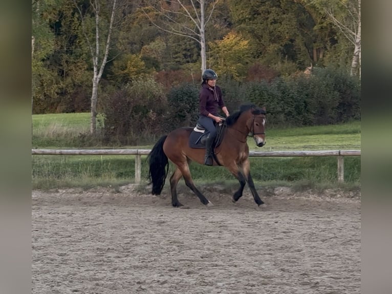 Connemara Merrie 4 Jaar 145 cm Bruin in P&#xE4;hl