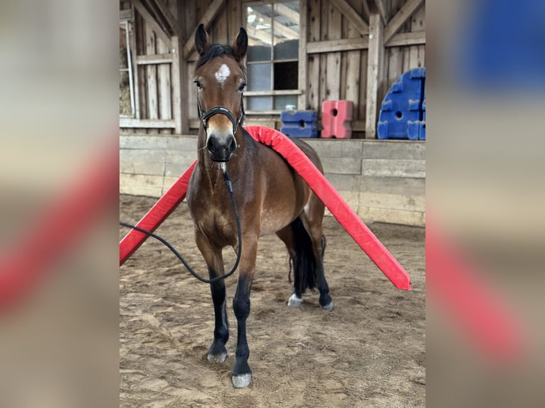 Connemara Merrie 4 Jaar 145 cm Bruin in P&#xE4;hl