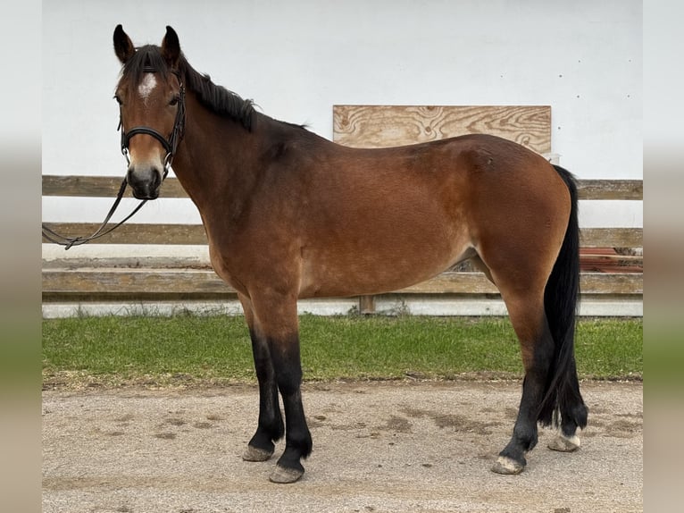 Connemara Merrie 4 Jaar 145 cm Bruin in P&#xE4;hl