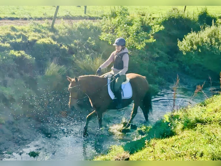 Connemara Merrie 4 Jaar 145 cm Bruin in Mountrath