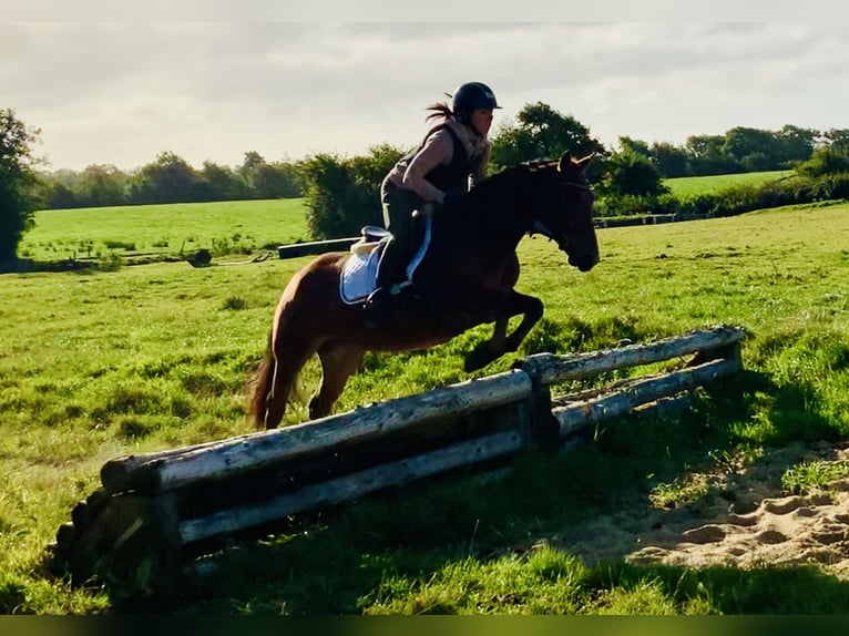 Connemara Merrie 4 Jaar 145 cm Bruin in Mountrath