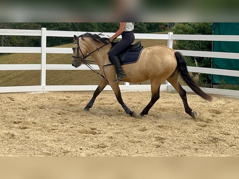 Connemara Merrie 4 Jaar 145 cm Falbe in Morsbach