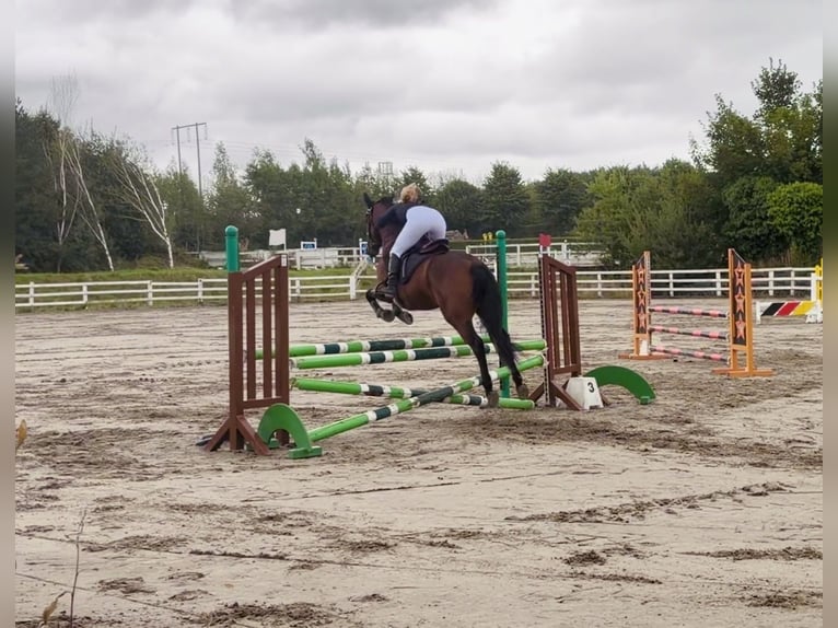 Connemara Merrie 4 Jaar 145 cm Roodbruin in Mountrath, Co. Laois