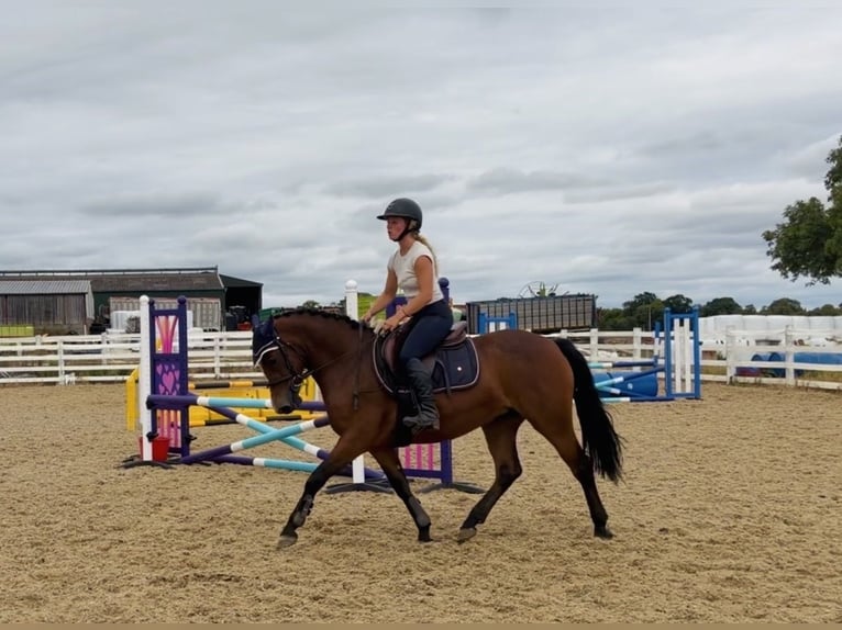 Connemara Merrie 4 Jaar 145 cm Roodbruin in Mountrath, Co. Laois