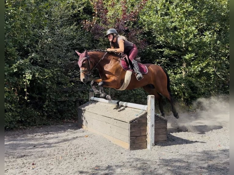 Connemara Merrie 4 Jaar 145 cm Roodbruin in Mountrath, Co. Laois