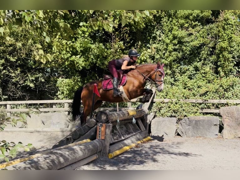 Connemara Merrie 4 Jaar 145 cm Roodbruin in Mountrath, Co. Laois