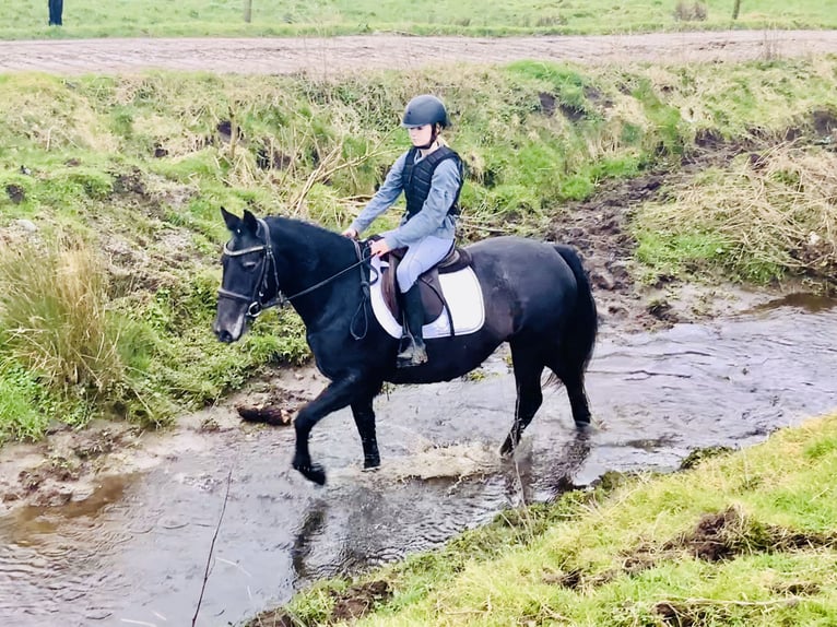 Connemara Merrie 4 Jaar 145 cm Schimmel in Mountrath