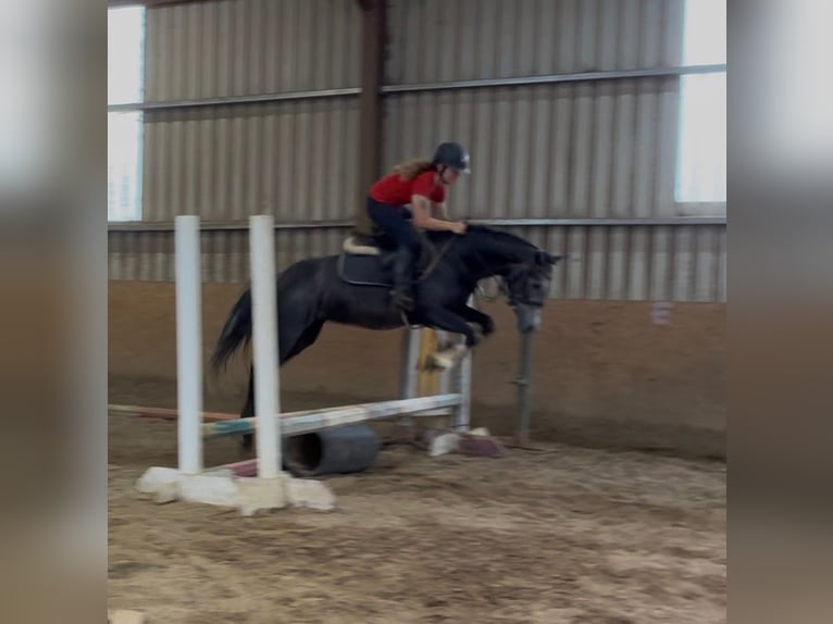 Connemara Merrie 4 Jaar 145 cm Zwartschimmel in Sligo