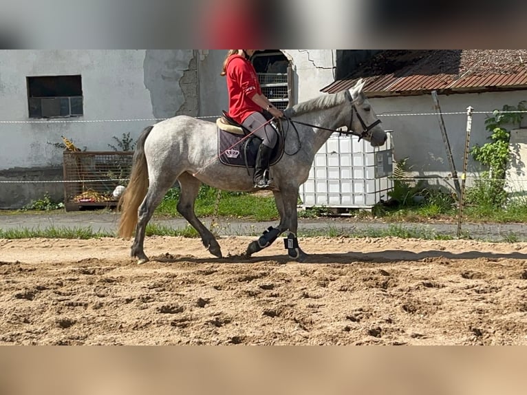 Connemara Merrie 4 Jaar 146 cm Blauwschimmel in Morsbach
