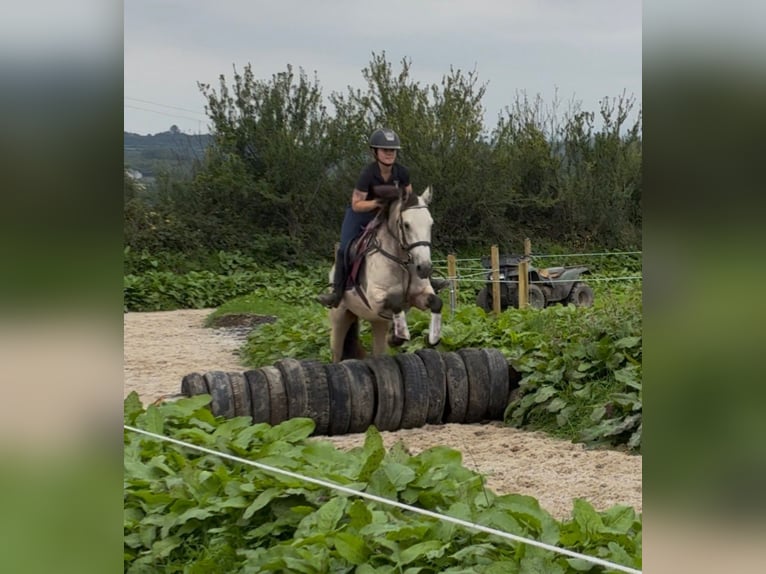 Connemara Merrie 4 Jaar 146 cm Falbe in Sligo