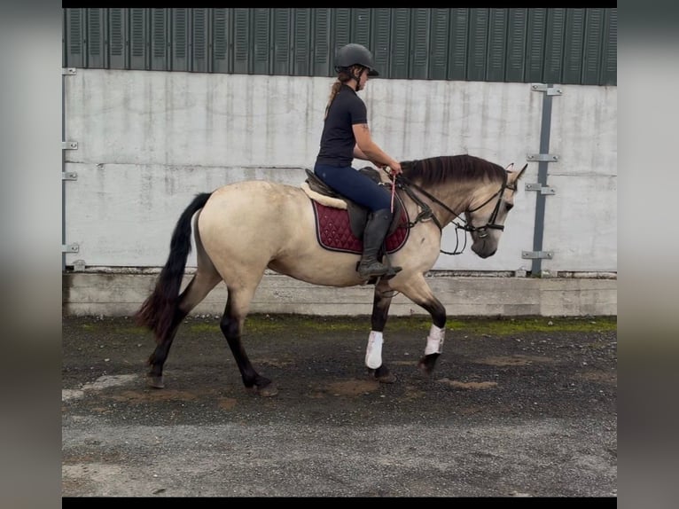 Connemara Merrie 4 Jaar 146 cm Falbe in Sligo