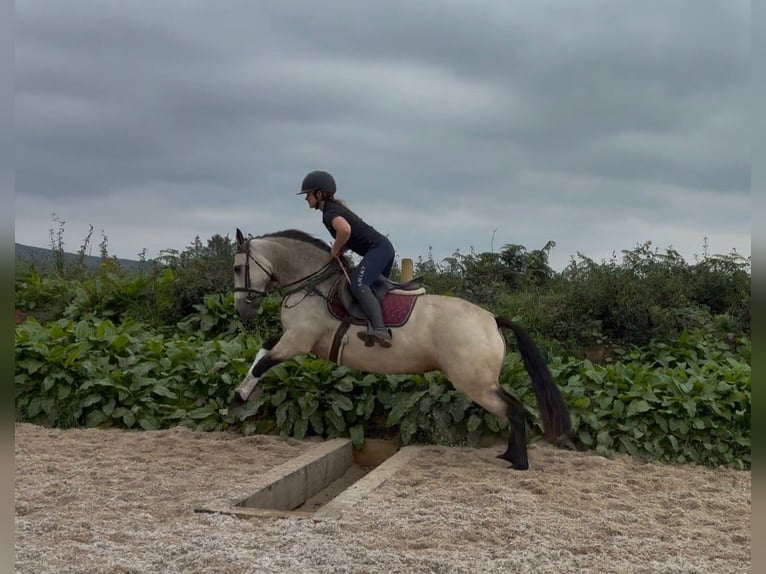 Connemara Merrie 4 Jaar 146 cm Falbe in Sligo